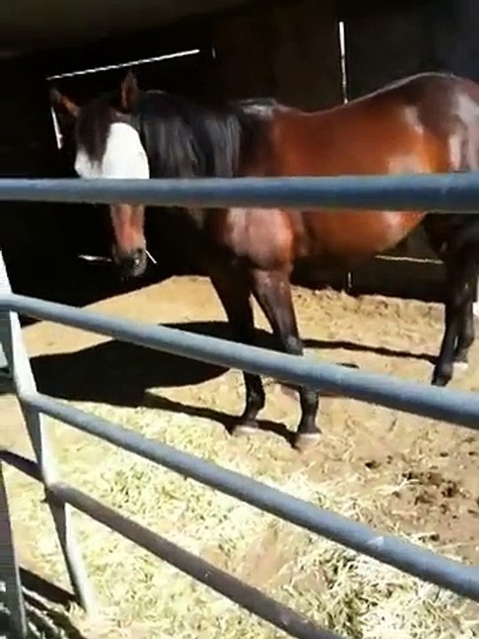 Dresser un cheval agressif et moins de 6 minutes