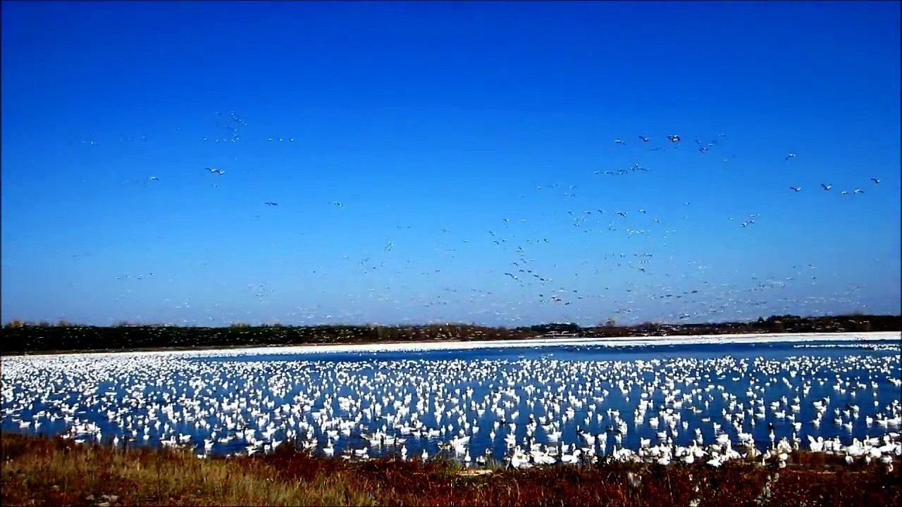 Oies des neiges - Victoriaville  26 octobre 2012
