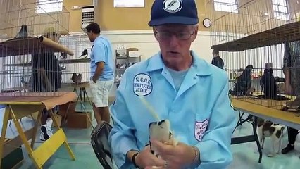 San Diego Metro Pigeon Club - Paul Platz Young Bird Show