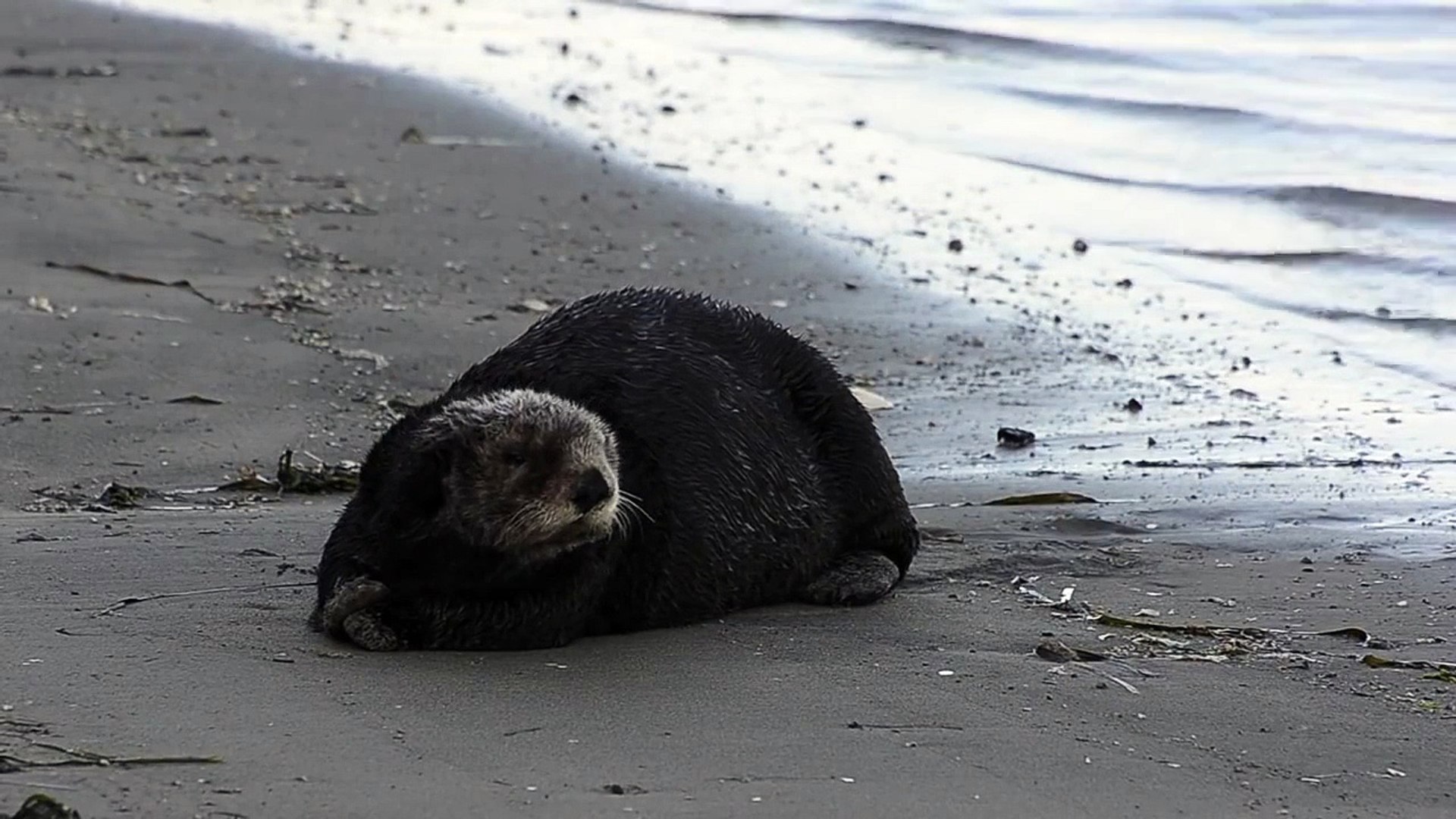 California Sea Otter Sleeping on Beach