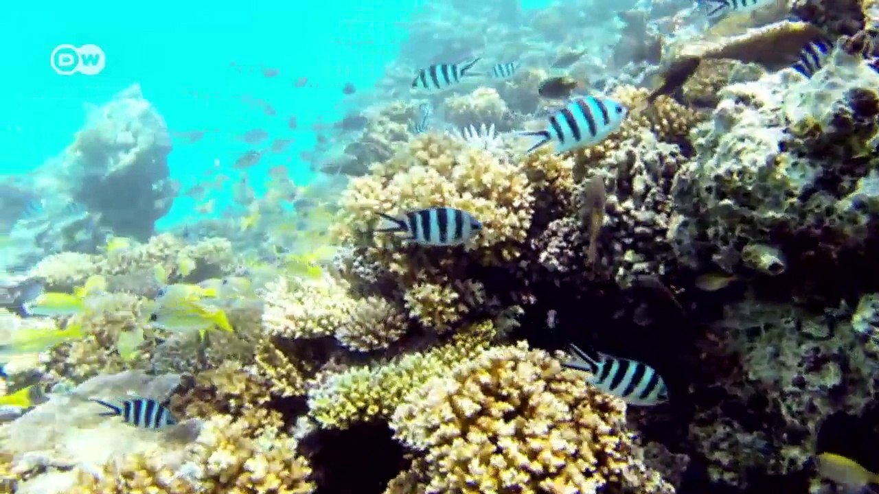 Queremos saber: preguntamos a Salote Cina Fiyi | Global 3000