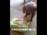 日本からきた小さな犬のベルリン散歩4