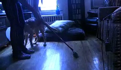 My Golden Retriever Ella chasing the broom