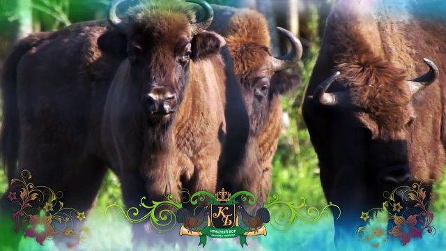 Красный Бор: животные для фотографа. Animals of Krasny Bor for the photographer