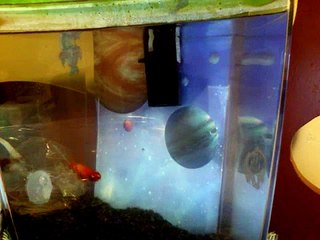 Celestial Eye Goldfish