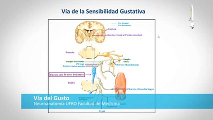 Vía del Gusto y Olfato