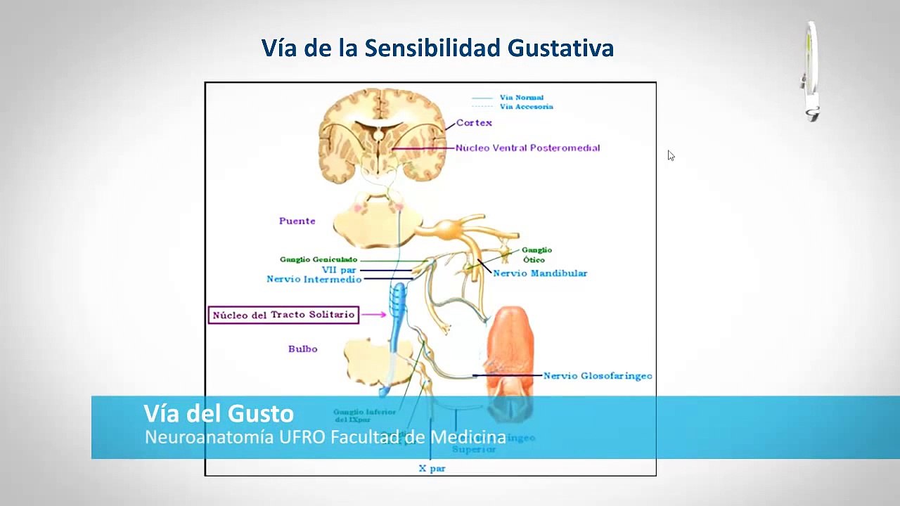 Vía del Gusto y Olfato