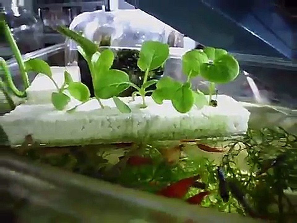 在鱼缸上种菜，睇得又食得！一举两得！