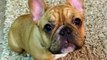 AVA Red Tri French Bulldog Puppy Thanksgiving 11-28-13-Aristocrat's French Bulldogs