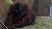 Celebramos el cumpleaños de Dahi, el orangután del Zoo de Madrid