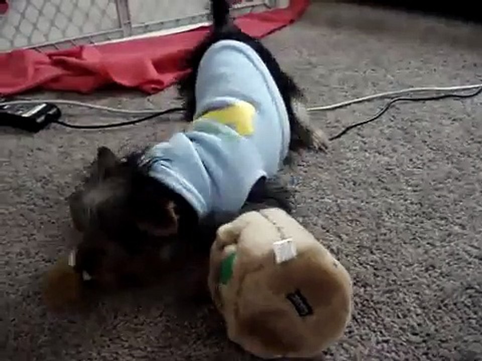 Franklin discovers his Hide-A-Squirrel
