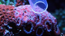 Coral Food: Make Your Corals Fat and Healthy