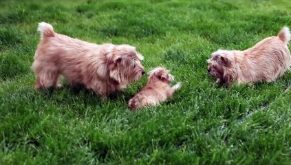 Norfolk Terriers
