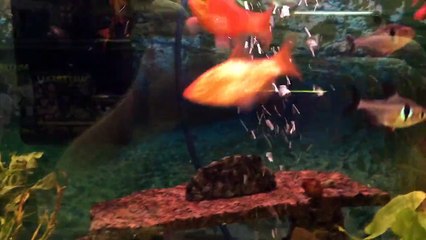 Different kinds of Fish including Beta