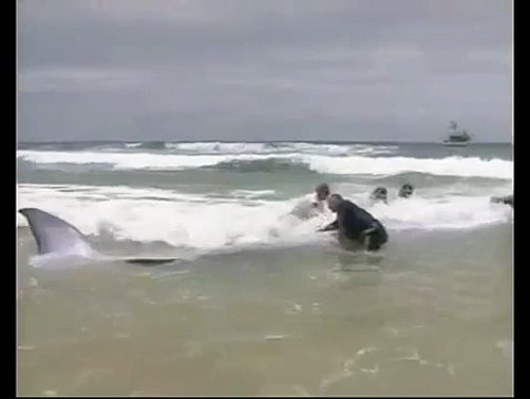 Salvan a Ballena varada en la playa