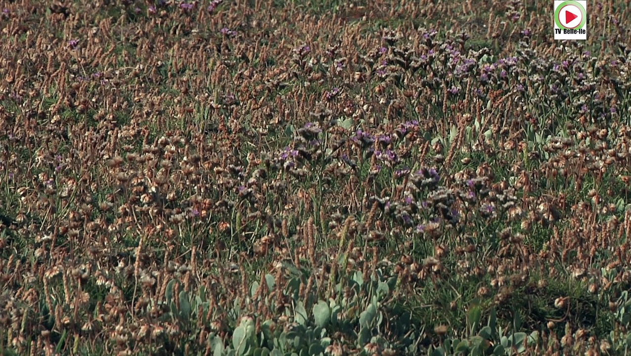Belle-Île-en-Mer |  Retour de la végétation a l'Apothicairerie |  TVBI Belle-Île Télévision