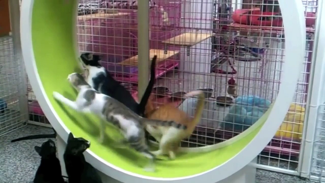 Une roue d'exercice pour chats
