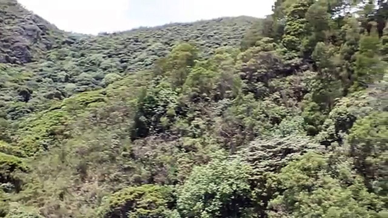 Avalanche Lakkidi Eco Forest Tour - Ooty