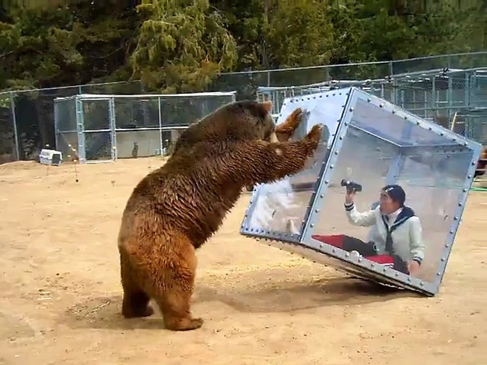 Femme dans un cube vs Grizzly