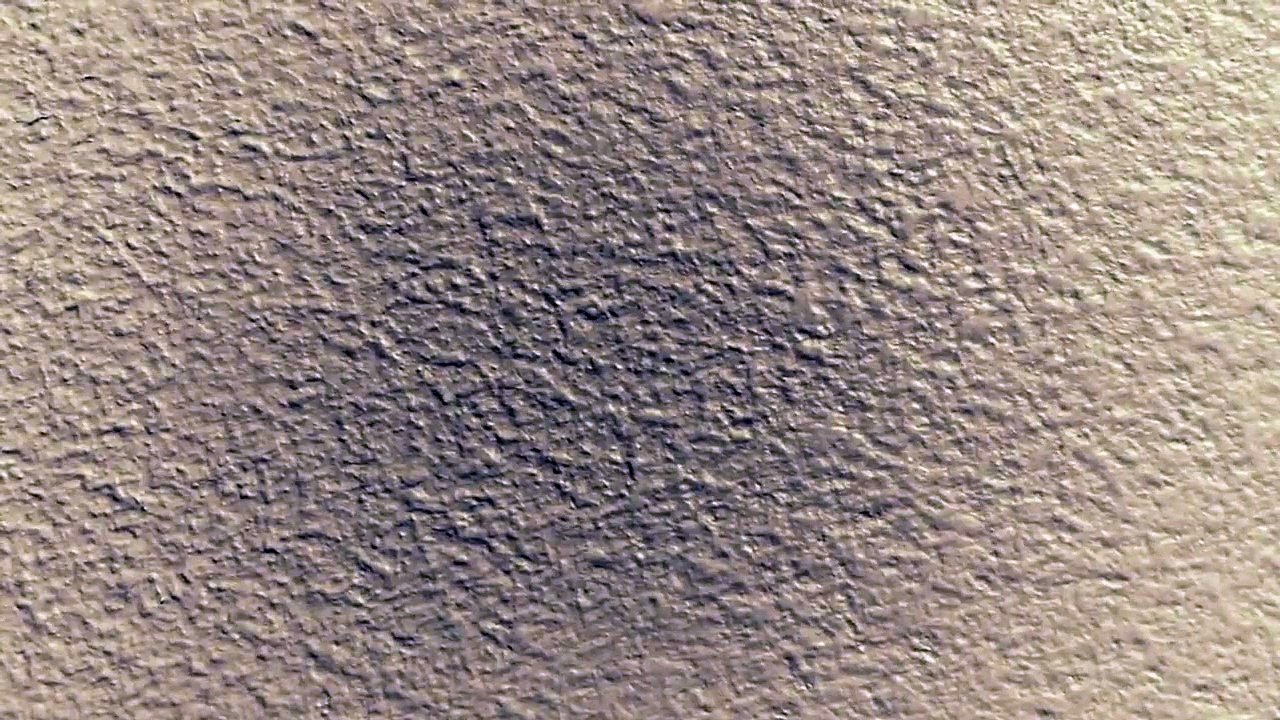 La circulation chez les fourmis