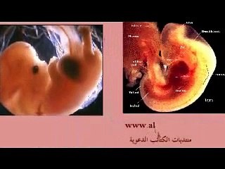 Stages of embryo development .wmv