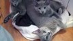 russian blue kittens chilling out