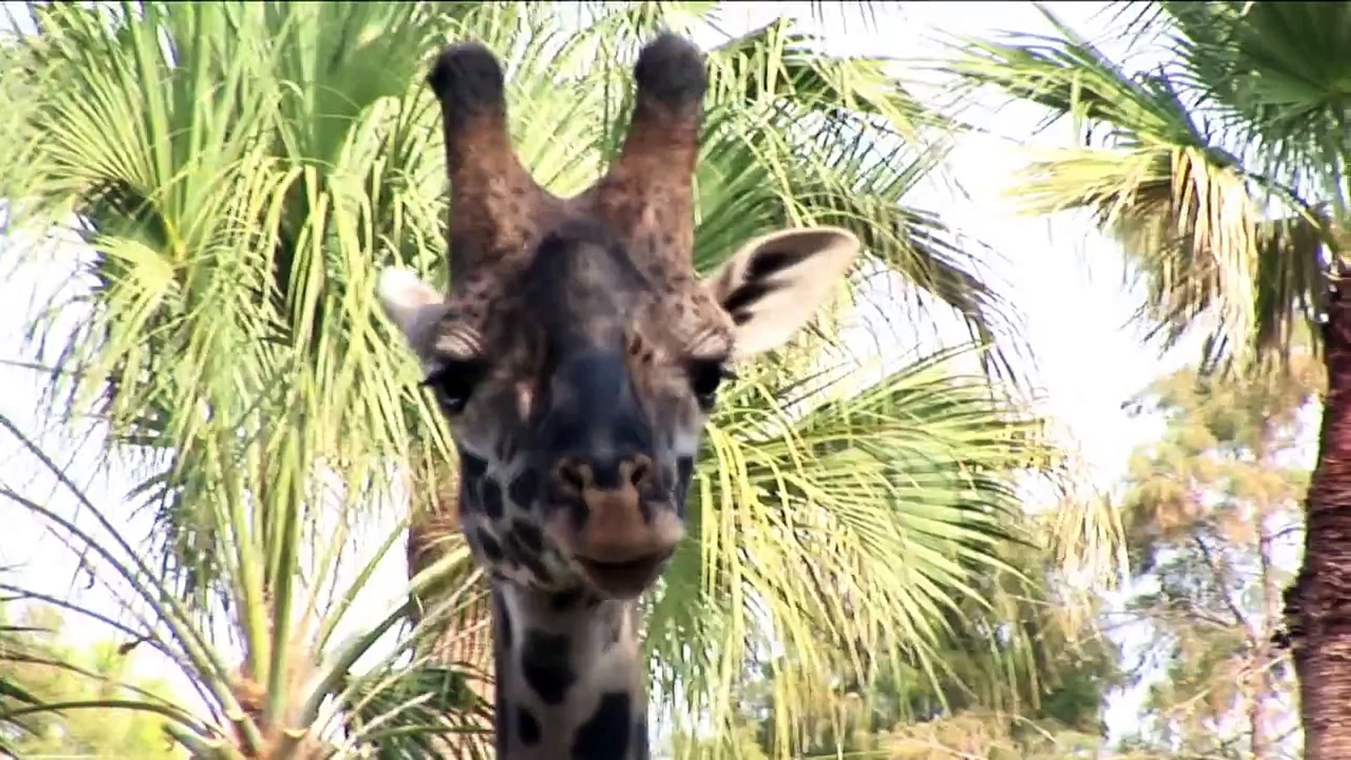 Giraffes Jog - in the African Forest at the Houston Zoo