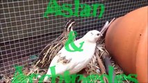 How To: Make A Bird Foraging Toy