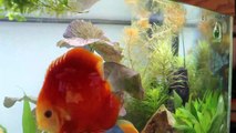 Nualgi Dosing Day 21 Trial ~ Amber's Aquariums