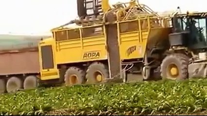 ابتكار طريقة  زراعة البطاطس  Innovation potato cultivation method