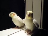 Cute smart birds singing video   Funny animal videos