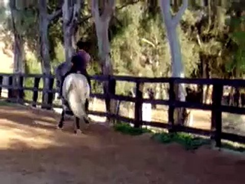 CABALLOS ESPAÑOLES ANDALUCES EN VENTA