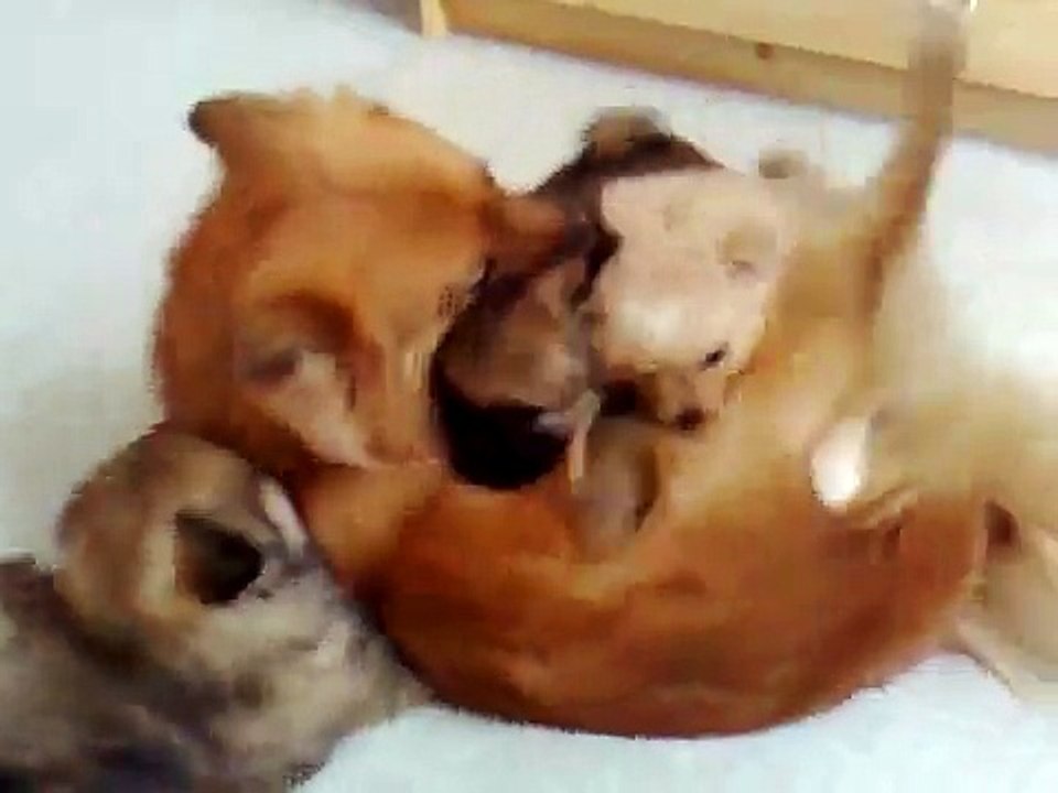 Mes chiots Spitz - le 13-01-2009