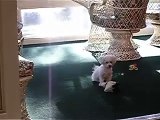 2 Maltepoo puppies at 4 months