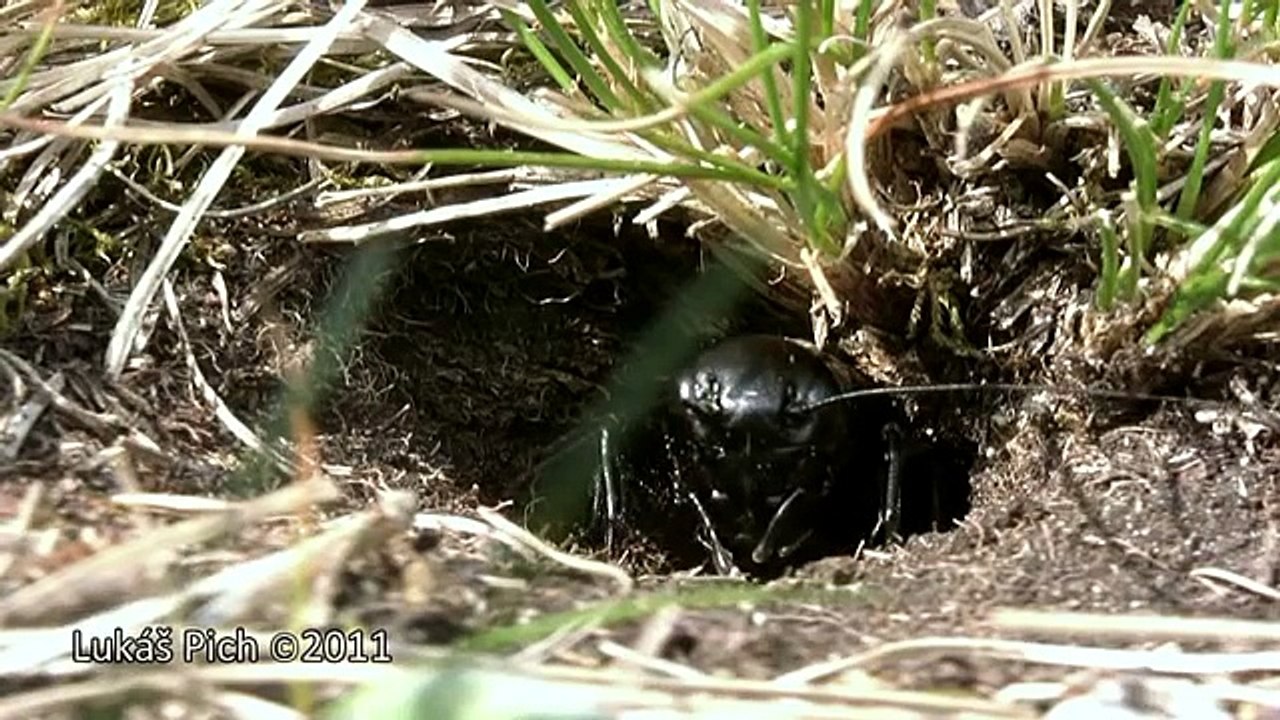 Czech Wildlife: Stepník moravský (Eresus moravicus) a cvrček polní (Gryllus campestris)