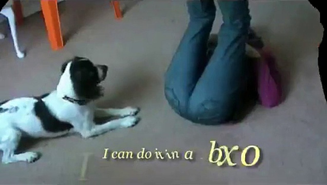 A New Kind of Dog Training Or How Susan Garrett's Puppy Peaks Changed Our Lives!