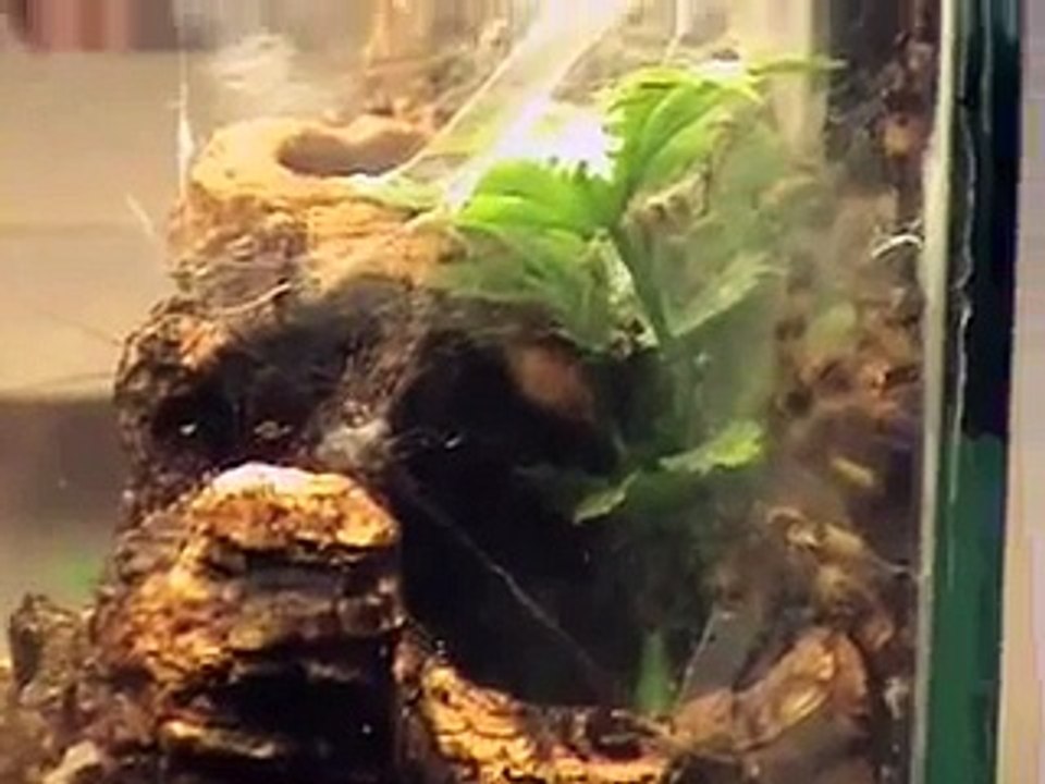 "LOOK" New Tarantula updated setup with SOUND
