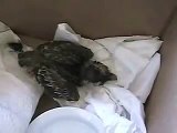 Baby Robin with Broken Femur taken to PAWS animal rescue