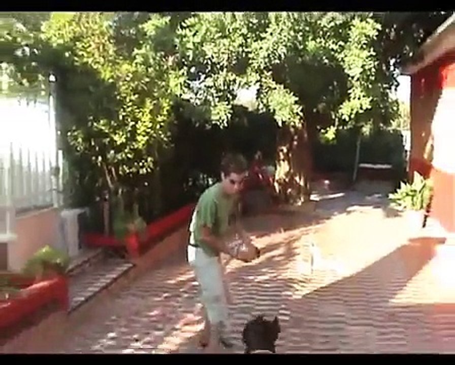 Pitbull Bongo (España)