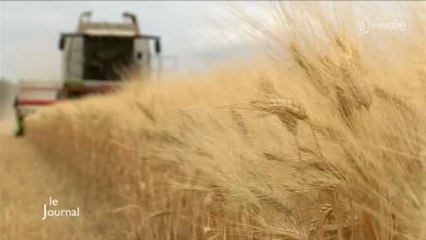 Agriculture : La saison des moissons a commencé (Vendée)