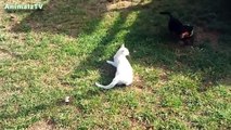 Cute Dogs and Cats Playing Together Compilation NEW HD