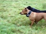 lure racing staffordshire bull terriers staffy staffie