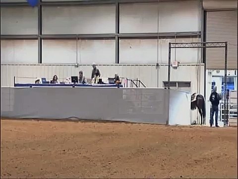 Santanas Angelo - 2009 Arabian Horse US Nationals Champion Reining Futurity - 1st Go