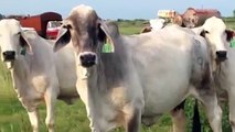 Brahman Cows F1 Braford Calves