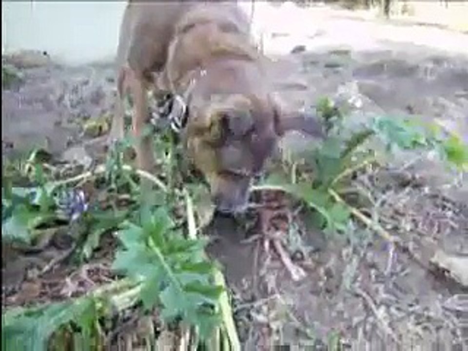 Dogs behaving badly!