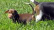 Queen Elizabeth Pocket Beagle Puppies