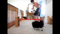 Cat Agility, CASHMERE TRICKS AND  TARGET TRAINING !!!