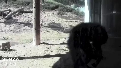 Animal attack   Chimpanzee to attack in Human!