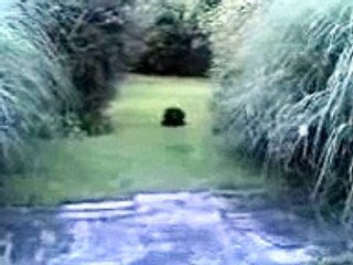 Ataque Rottweiler (Perro Asesino)