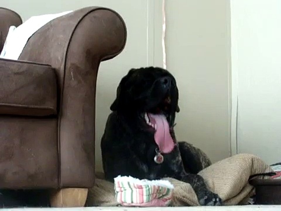 1 year old English Mastiff puppy gets his head crushed